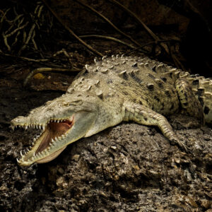 Ríos & Mangle: La Experiencia Coquira